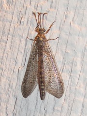 Brachynemurus