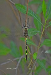 Phyllomacromia contumax