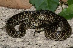 Lampropeltis splendida