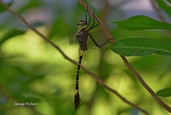 Phyllomacromia contumax