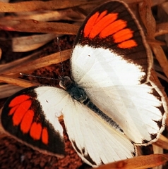 Colotis euippe euippe