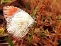 Colotis euippe euippe