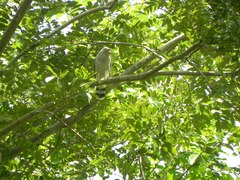 Rupornis magnirostris