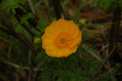 Adonis apennina