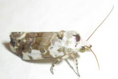 Acontia