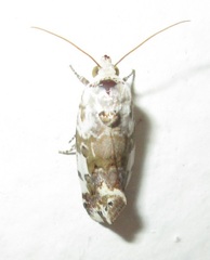 Acontia
