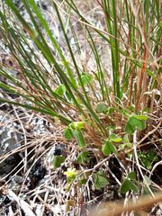 Oxalis rubens