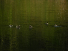 Tachybaptus dominicus