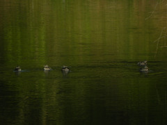 Tachybaptus dominicus