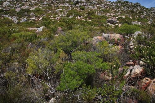 Dodonaea viscosa