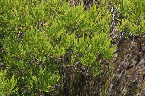 Dodonaea viscosa
