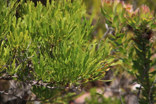 Dodonaea viscosa