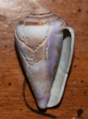 Conus purpurascens