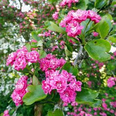 Crataegus × media