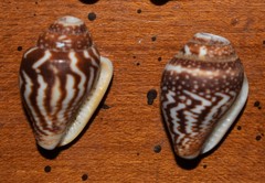 Columbella strombiformis