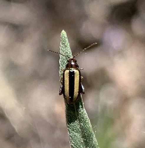 Systena bitaeniata