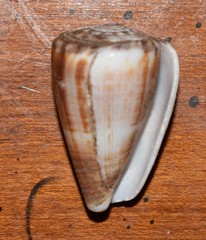 Conus princeps