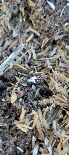 Photo of Silver Garden Orbweaver (Argiope argentata)