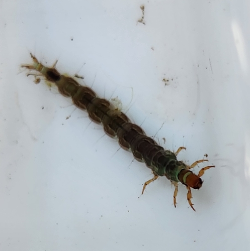 iNaturalist observation photo of Rhyacophila