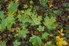 Acer leucoderme