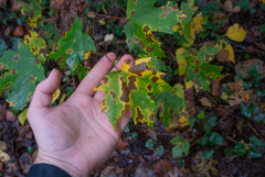 Acer leucoderme