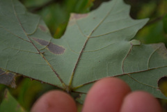 Acer leucoderme