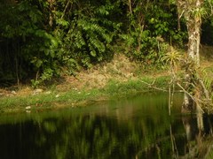 Pitangus sulphuratus