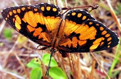 Byblia anvatara crameri