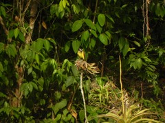 Pitangus sulphuratus