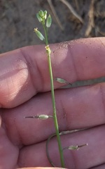 Streptanthus longirostris