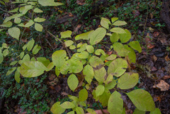 Fraxinus biltmoreana