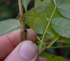 Fraxinus biltmoreana