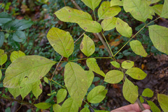 Fraxinus biltmoreana