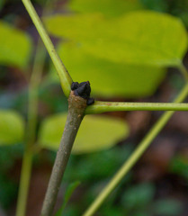 Fraxinus biltmoreana