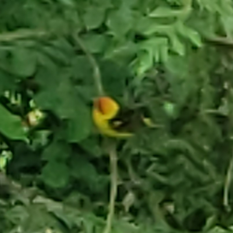 Western Tanager illustration