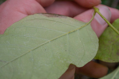 Fraxinus biltmoreana