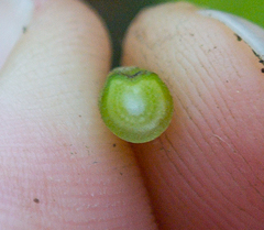 Fraxinus biltmoreana