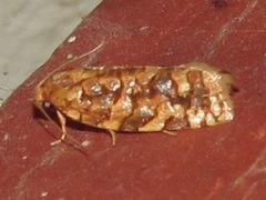 Choristoneura houstonana