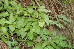 Physochlaina physaloides