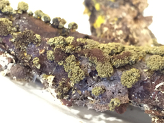 Physarum polycephalum