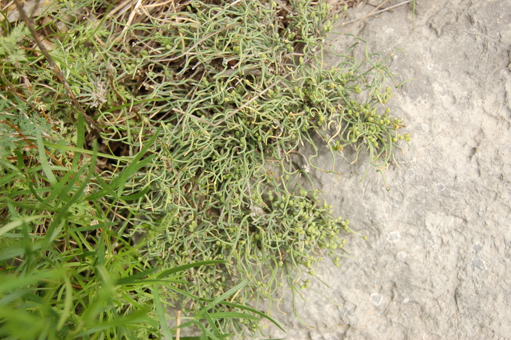 Ephedra dahurica