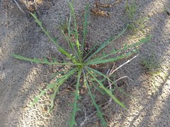 Streptanthus longirostris