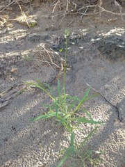 Streptanthus longirostris