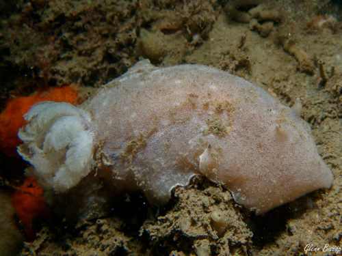 Velvet Dorid, Zeelandbrug, Zierikzee, Netherlands, photo 7 of 10