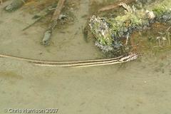 Nerodia clarkii clarkii