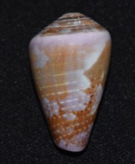 Conus purpurascens