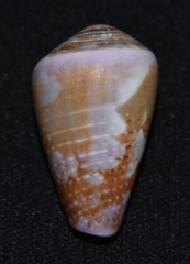 Conus purpurascens