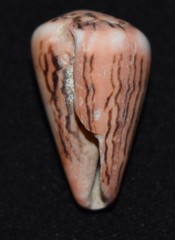 Conus princeps
