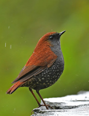 Gould's Shortwing photo 2