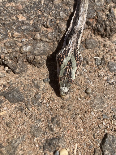 Twig Snake